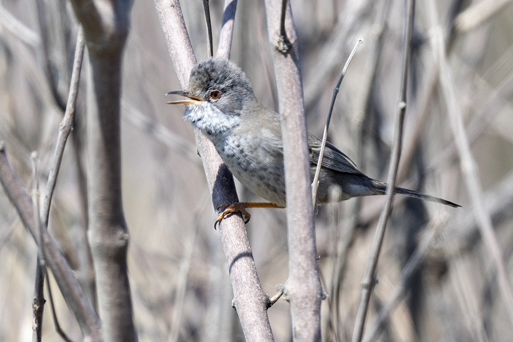 Cyprus Warbler