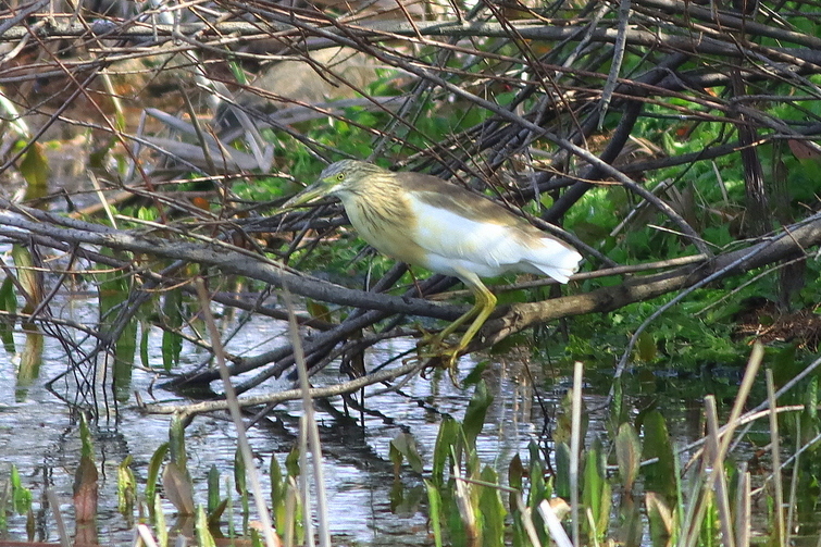 Squacco Heron