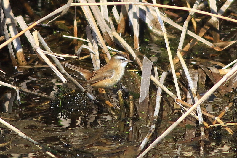 Moustached Warbler