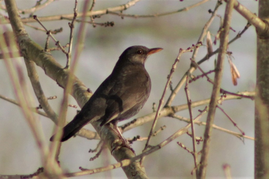 Common Blackbird