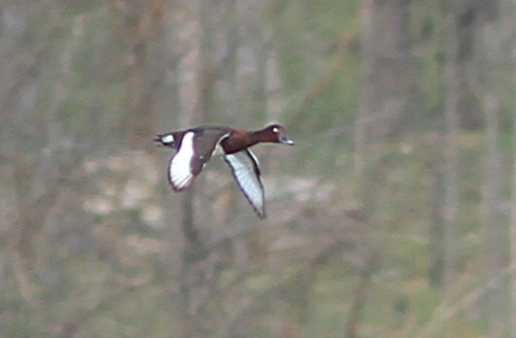 Ferruginous Duck