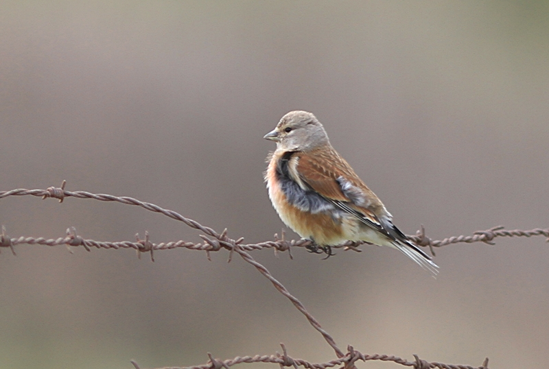 Common Linnet