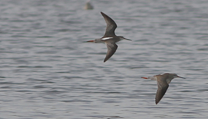 Spotted Redshank