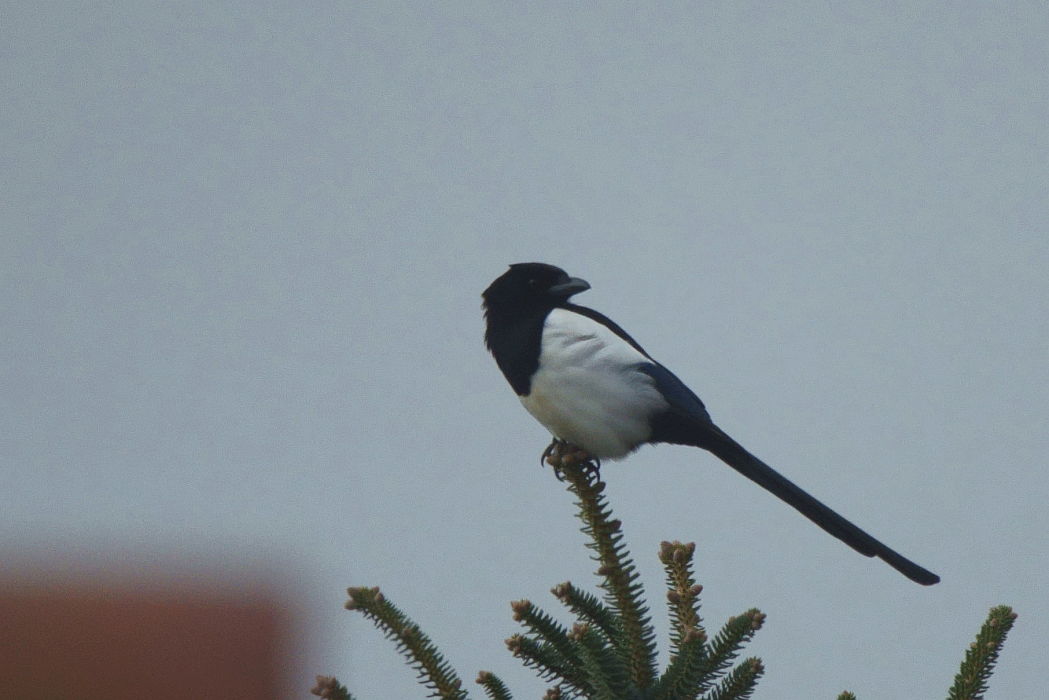 Eurasian Magpie