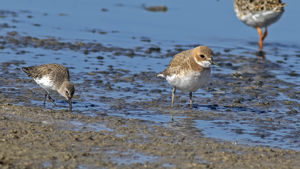 Greater Sand Plover