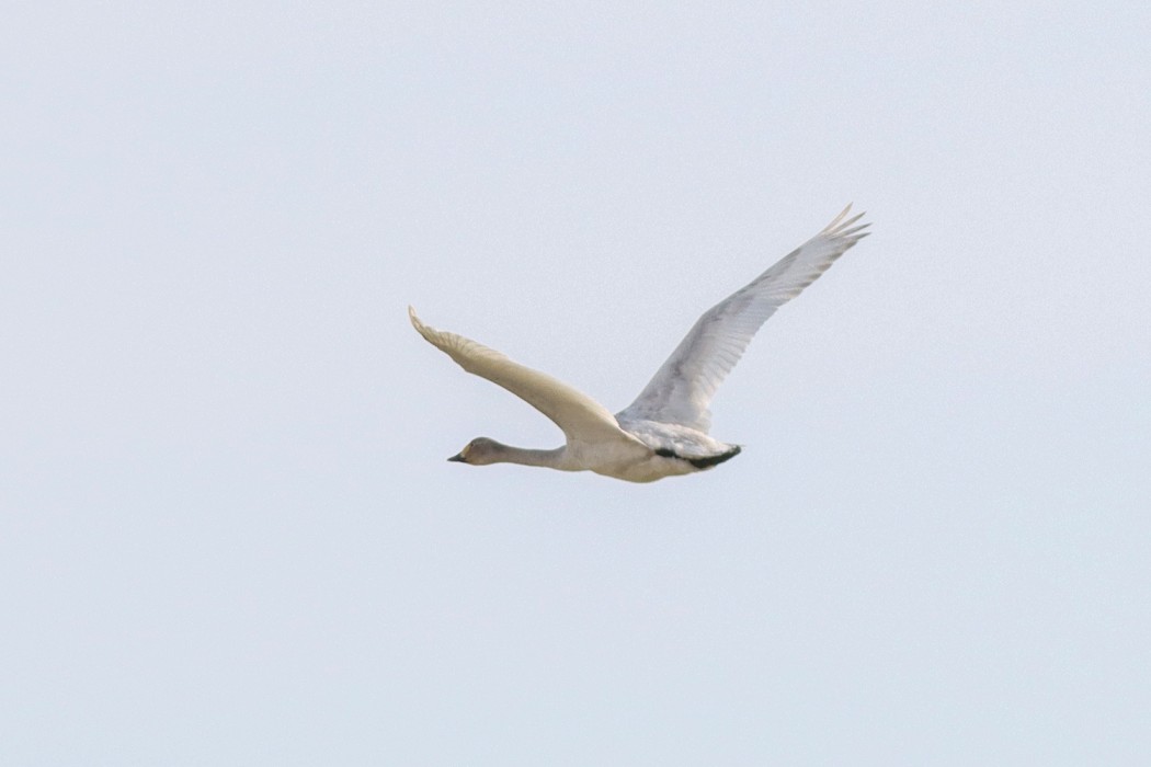 Tundra Swan
