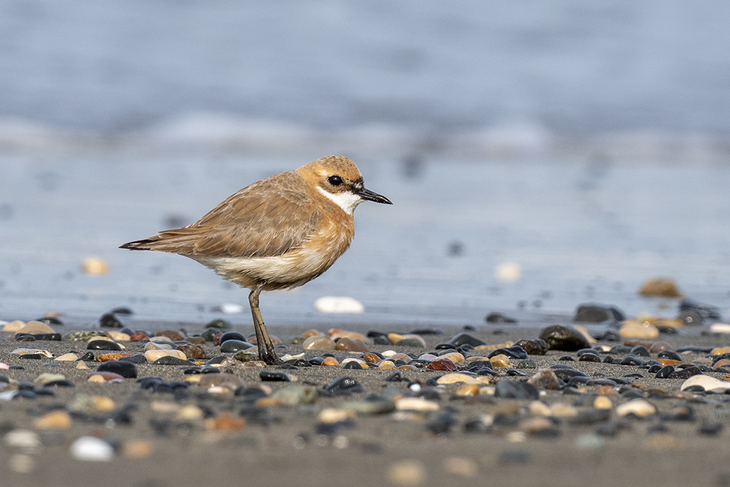 Greater Sand Plover