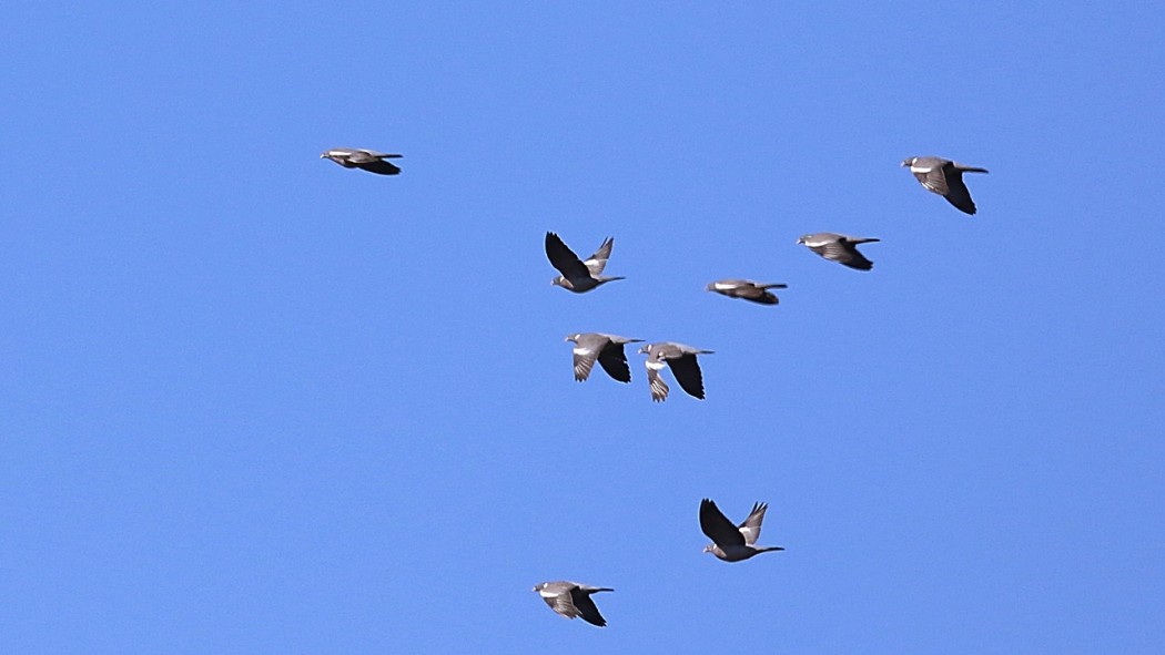 Common Wood Pigeon