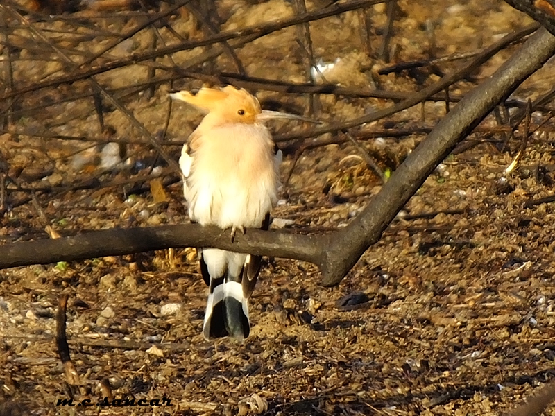 Eurasian Hoopoe