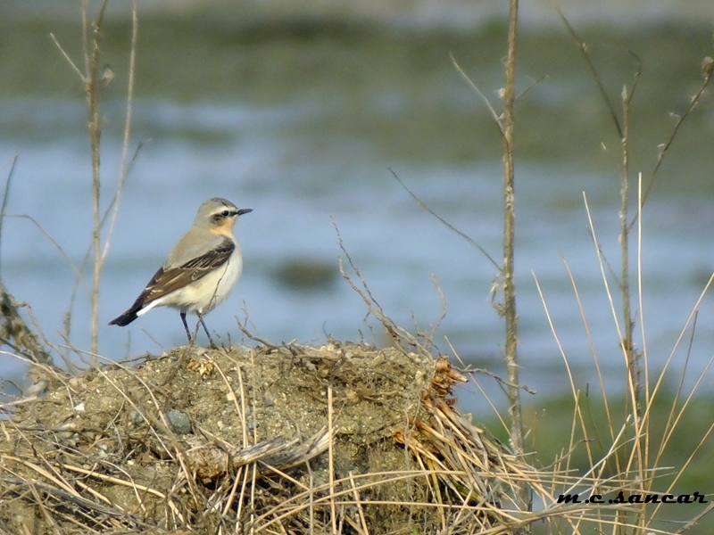 Northern Wheatear