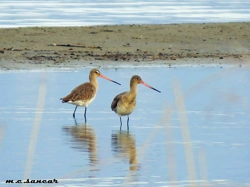 Black-tailed Godwit