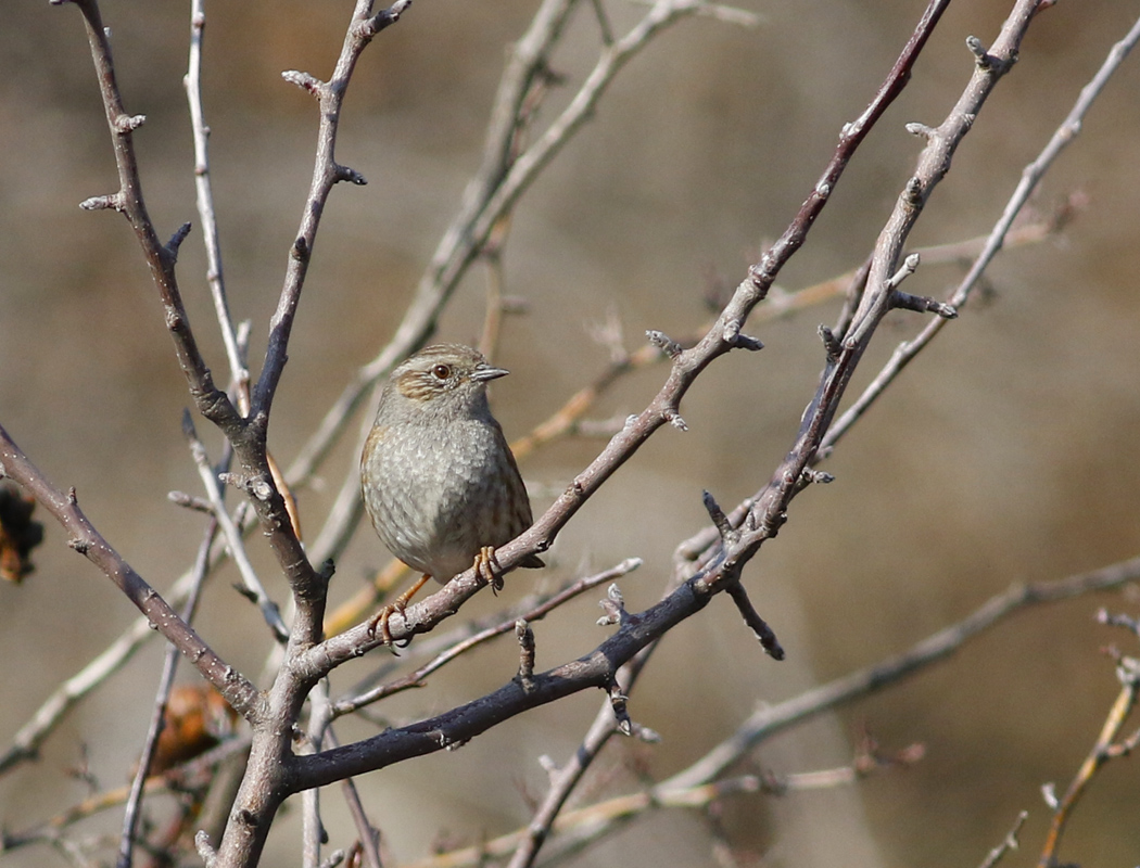 Dunnock