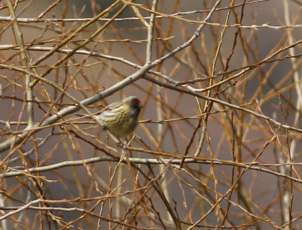 Red-fronted Serin