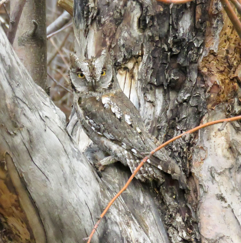 Eurasian Scops Owl
