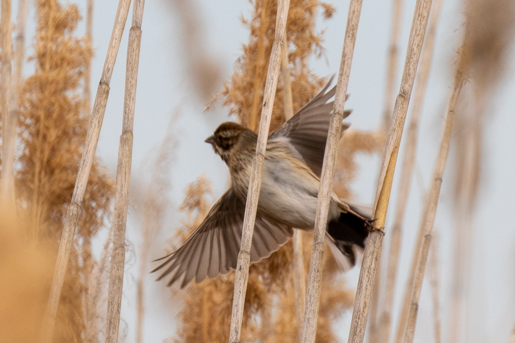 Common Reed Bunting