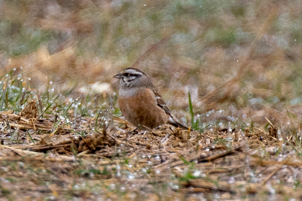 Rock Bunting