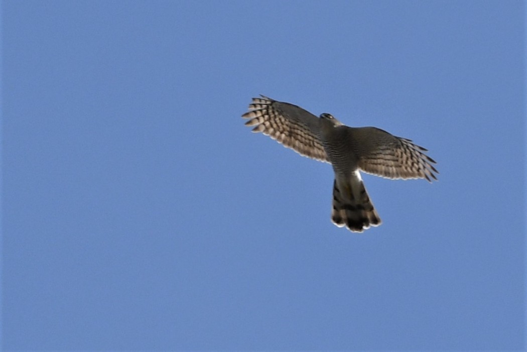 Eurasian Sparrowhawk