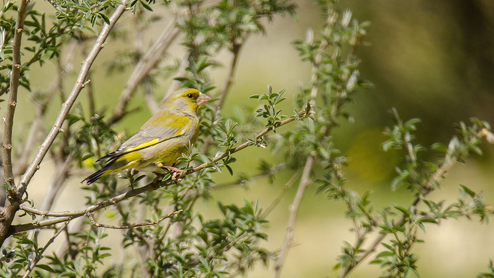 European Greenfinch