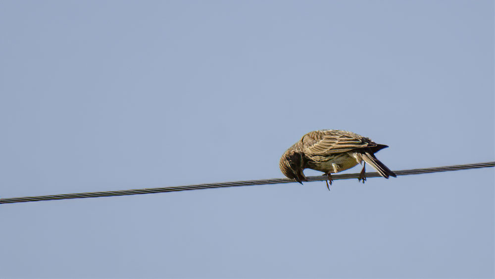 Ortolan Bunting