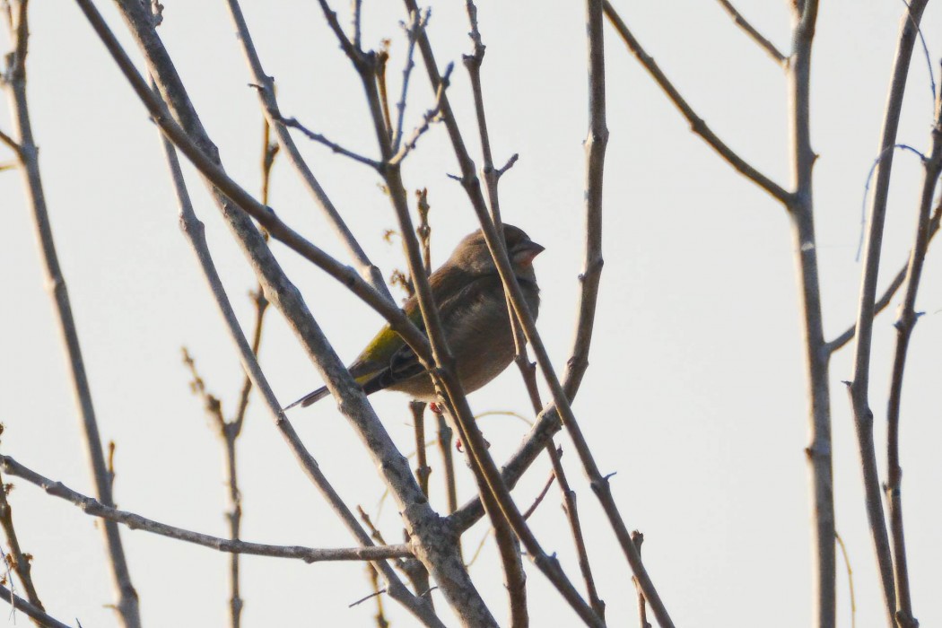 European Greenfinch