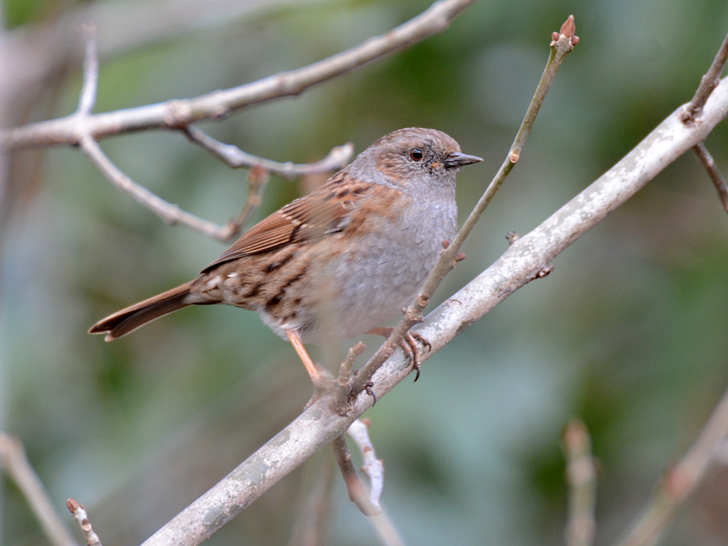 Dunnock