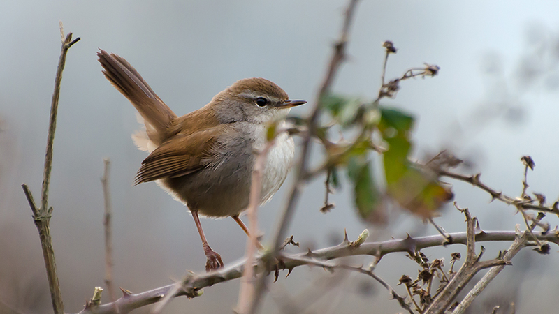 Cetti`s Warbler