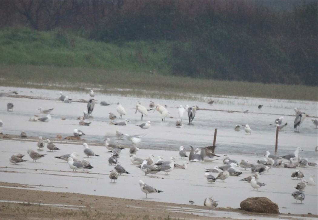 Eurasian Spoonbill