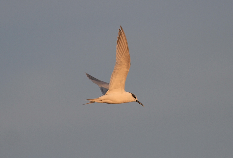 Sandwich Tern