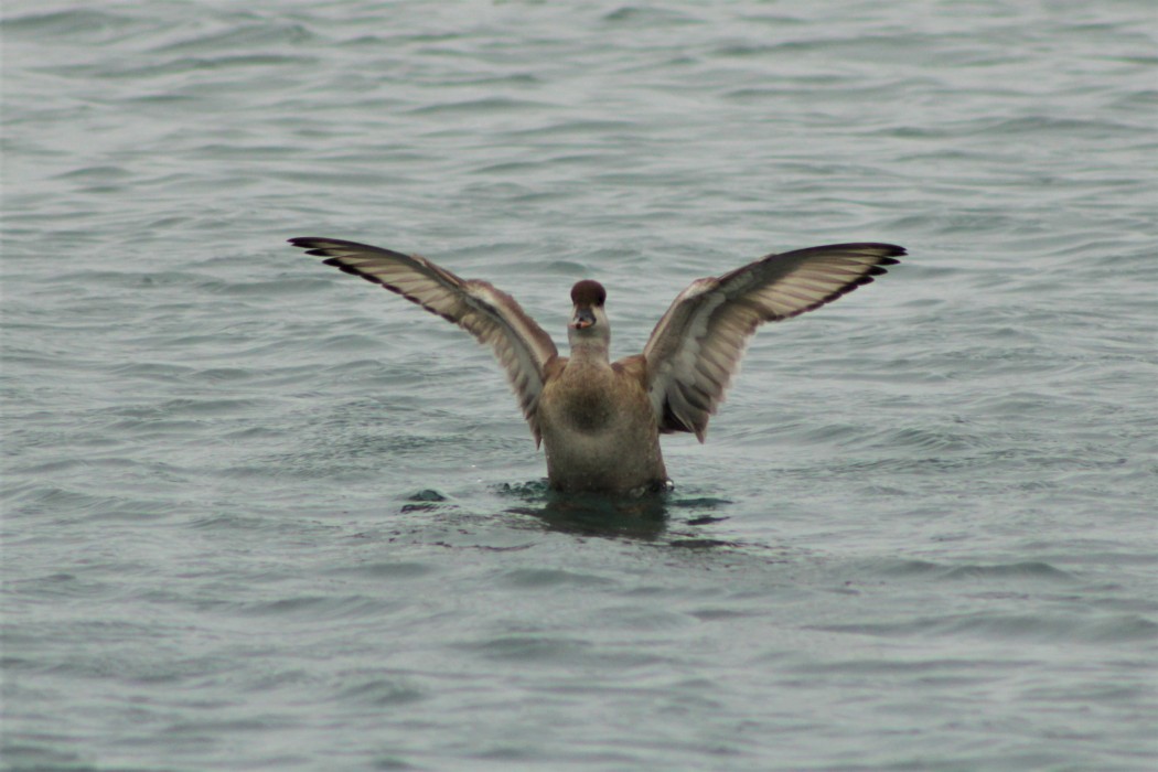 Red-crested Pochard