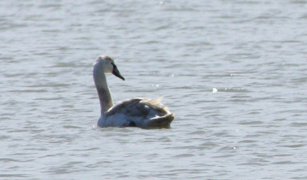 Mute Swan