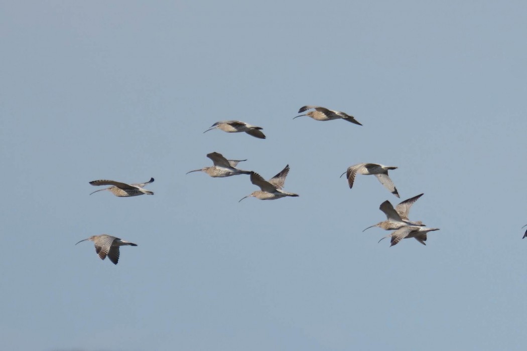 Eurasian Curlew
