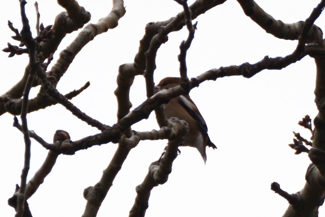 Hawfinch