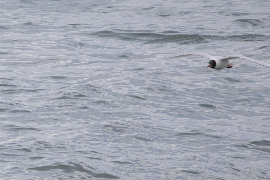 Mediterranean Gull