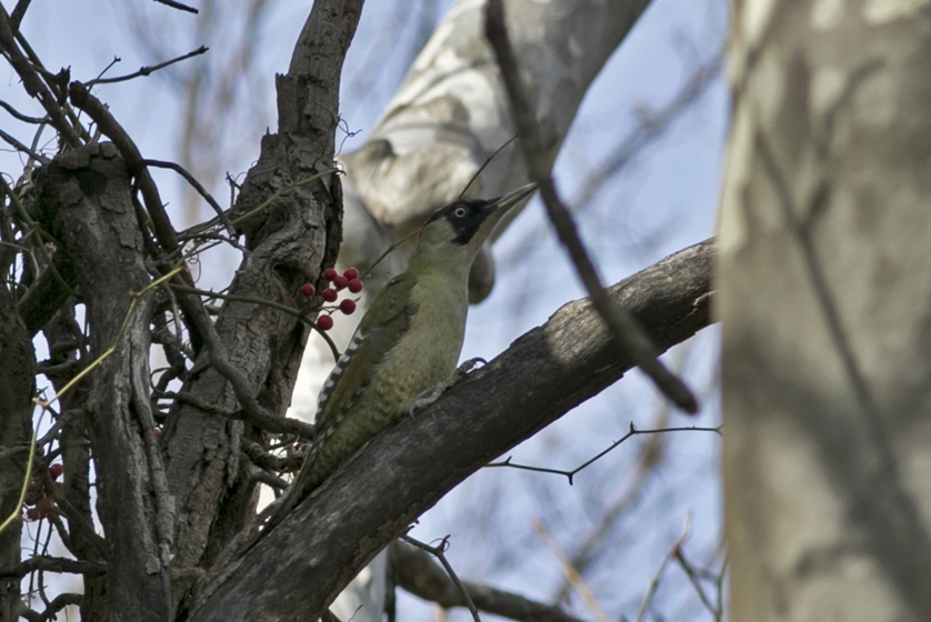 European Green Woodpecker