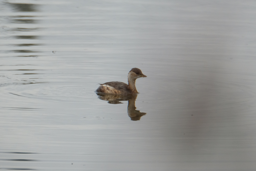 Little Grebe
