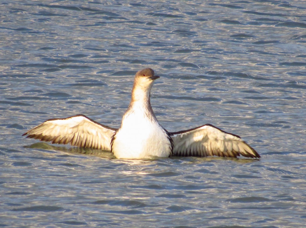 Black-throated Loon