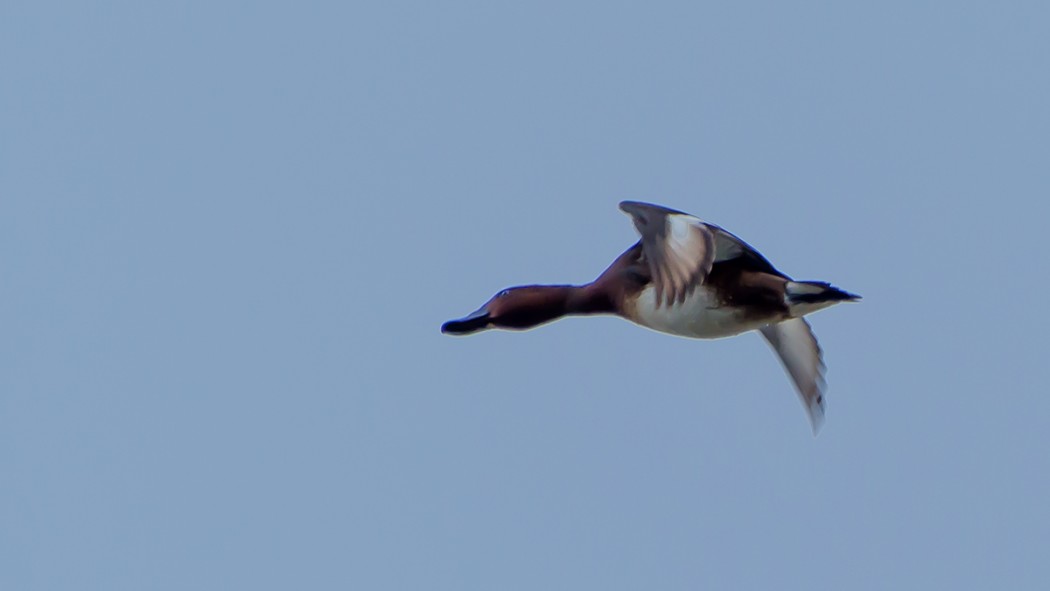 Ferruginous Duck