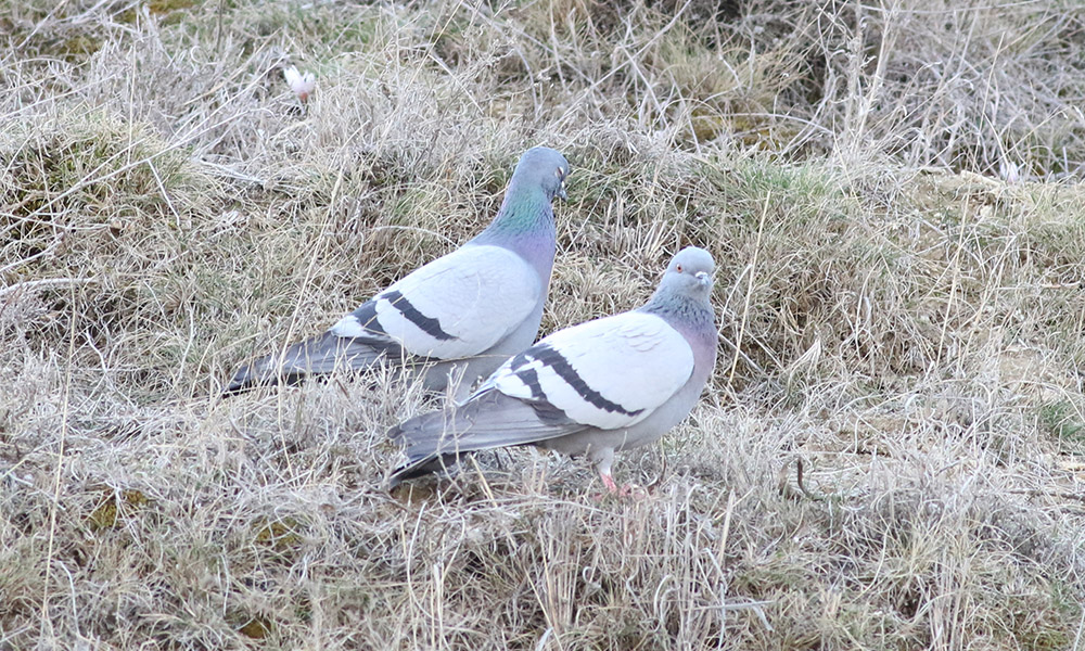 Rock Dove