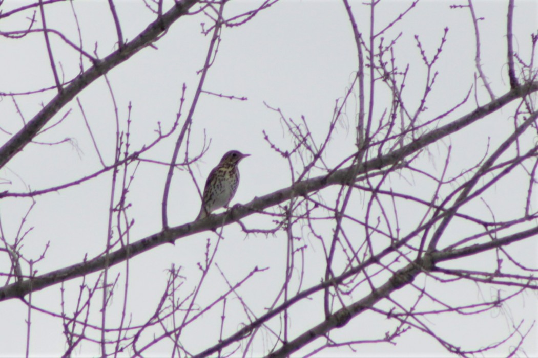 Song Thrush
