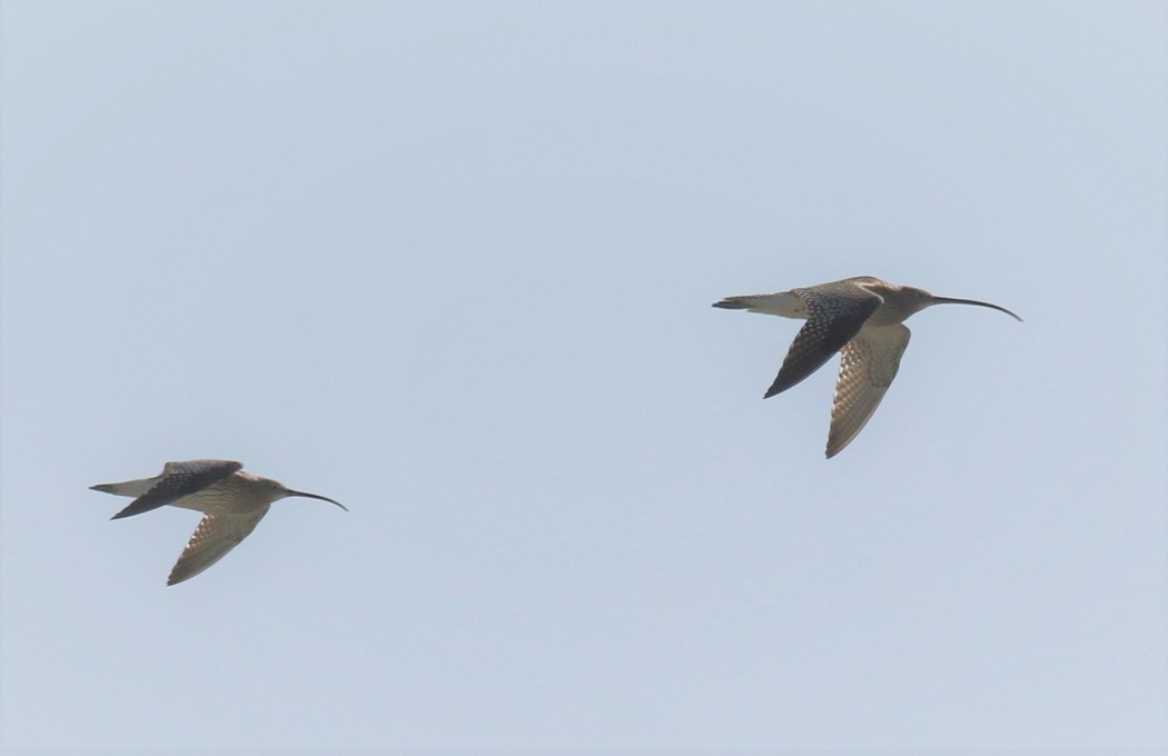 Eurasian Curlew