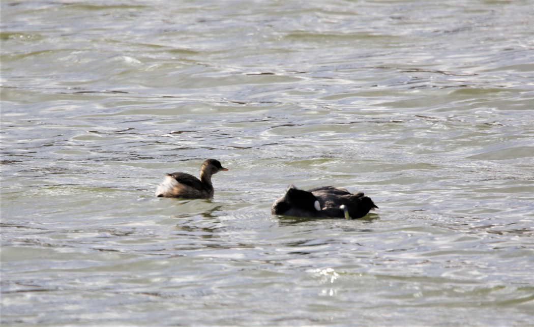 Little Grebe