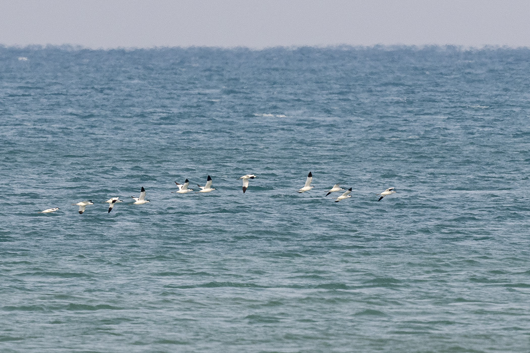 Pied Avocet