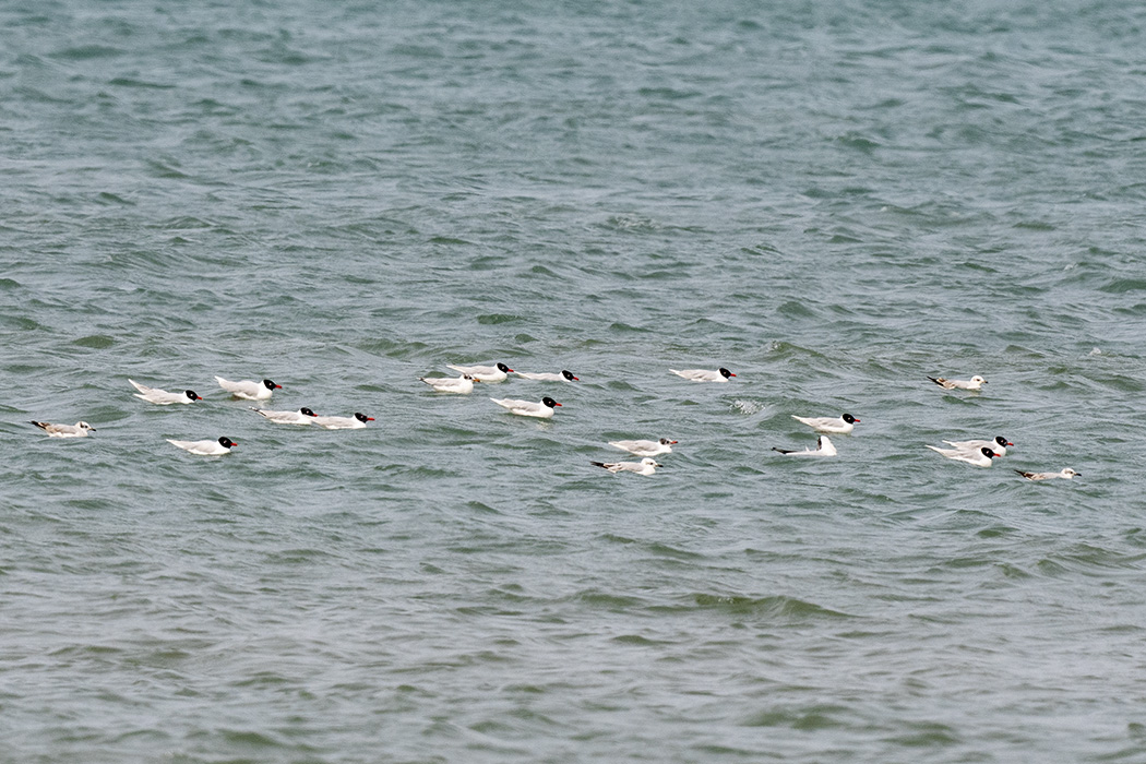 Mediterranean Gull