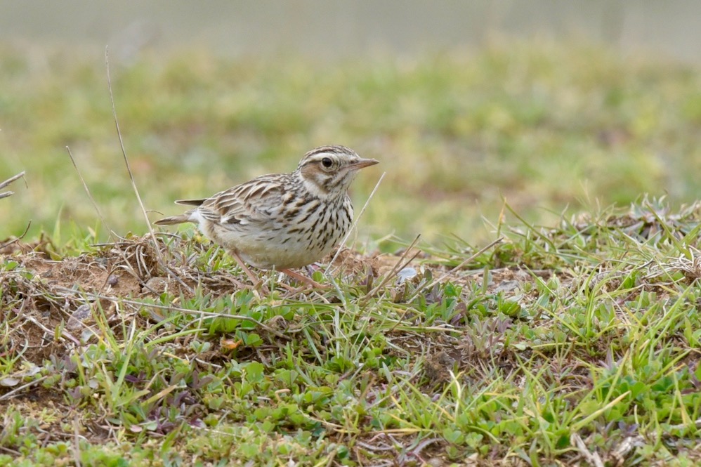 Woodlark