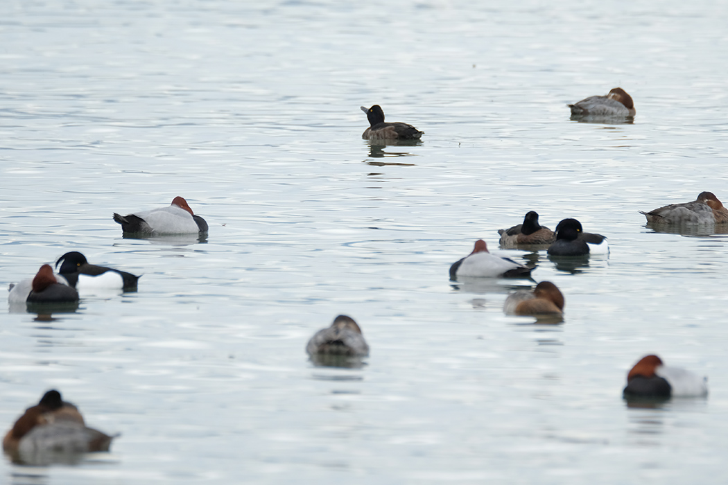 Tufted Duck