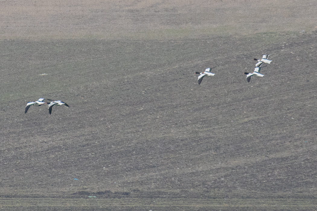 Common Shelduck