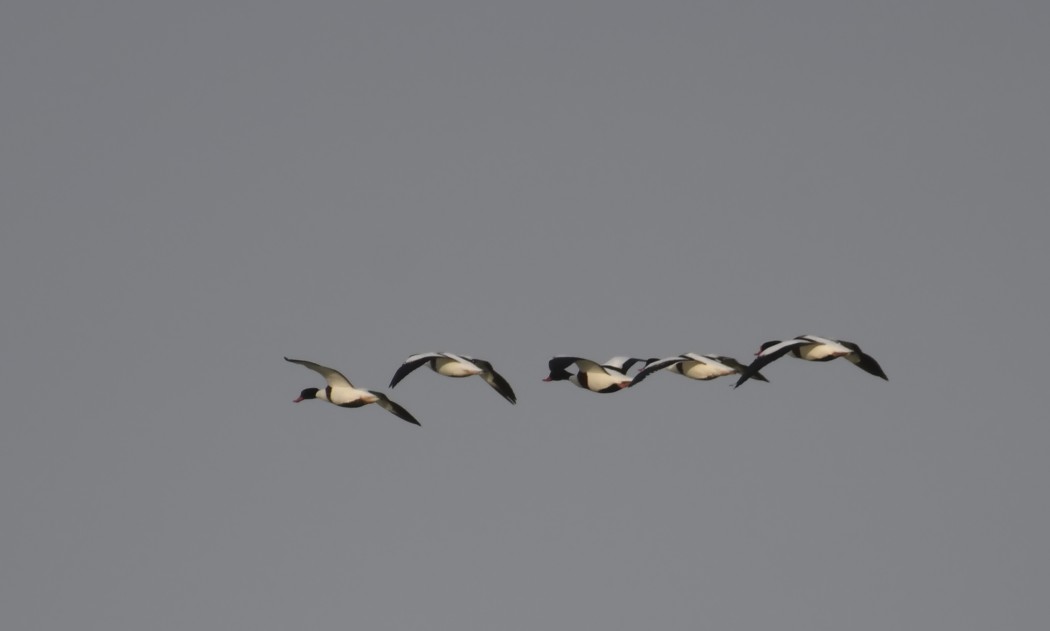 Common Shelduck