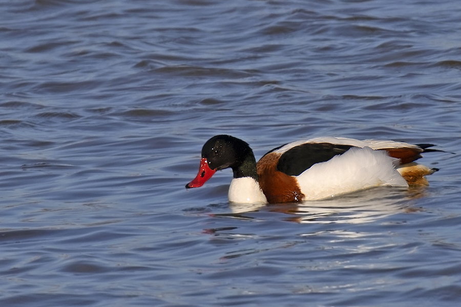 Common Shelduck