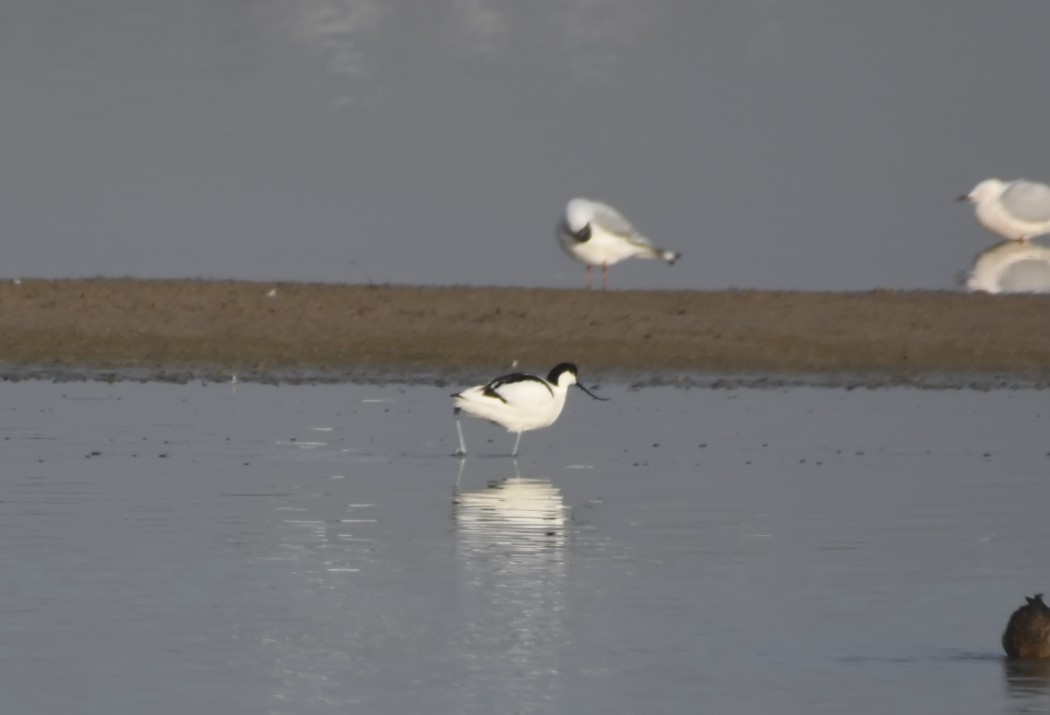 Pied Avocet