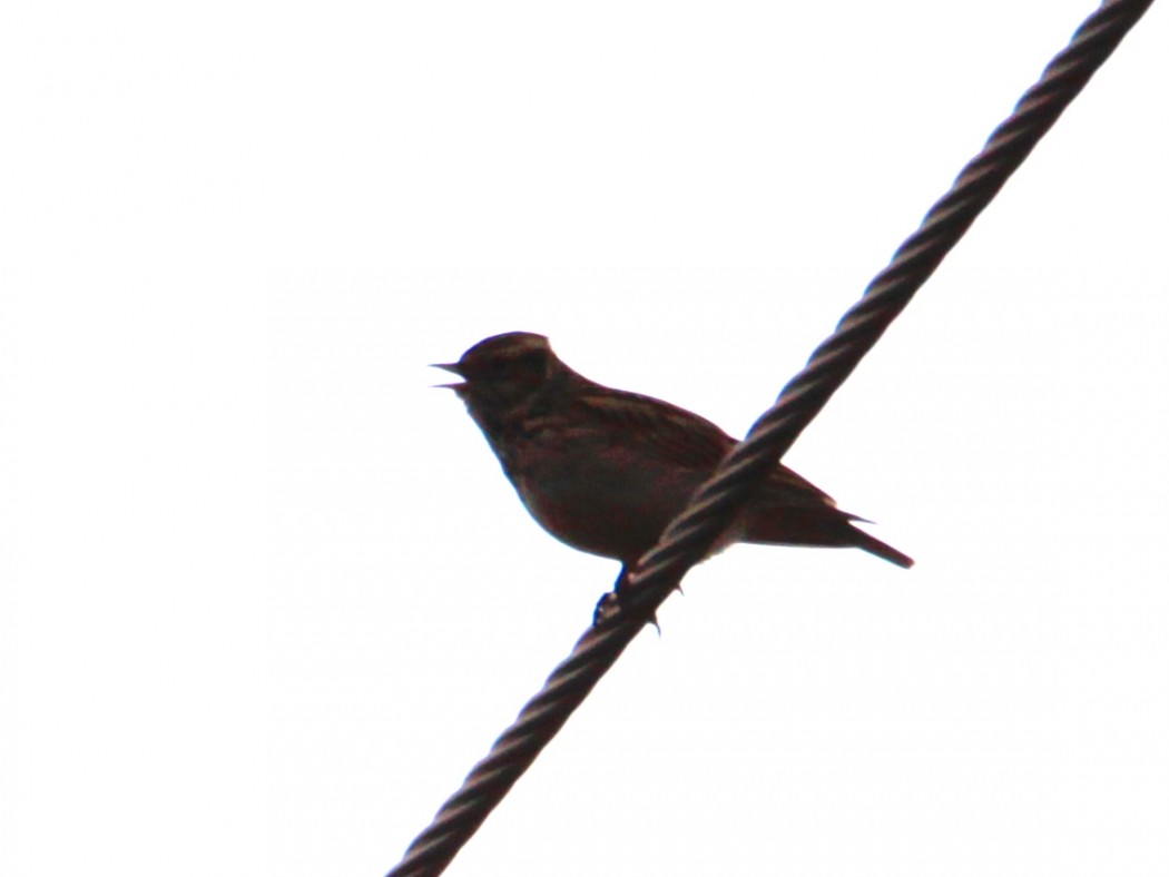 Woodlark
